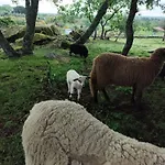 Tapada Carvalhas *