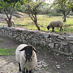 Country house Tapada Carvalhas Castelo Branco (Centro)