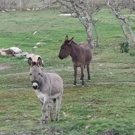 Kır Evi Tapada Carvalhas