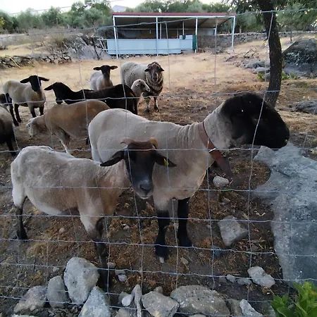 Tapada Carvalhas Lantställe Castelo Branco (Centro)