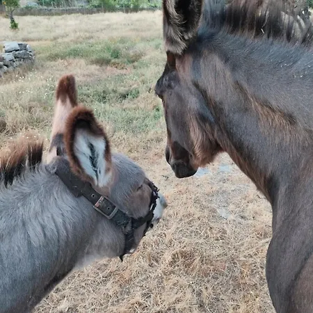 Kır Evi Tapada Carvalhas *