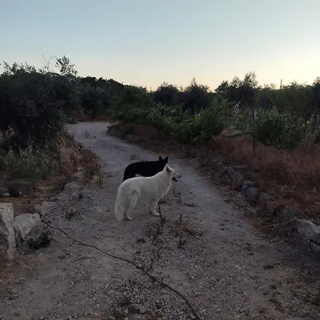 Tapada Carvalhas * Castelo Branco (Centro)