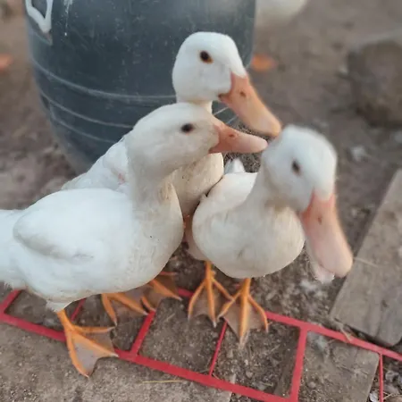 Lantställe Tapada Carvalhas Castelo Branco (Centro)