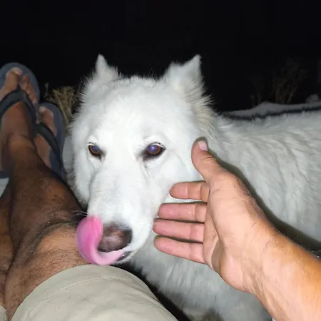 Lantställe Tapada Carvalhas