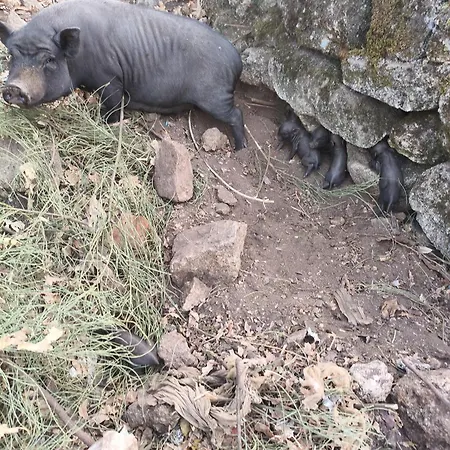 Lantställe Tapada Carvalhas Castelo Branco (Centro)