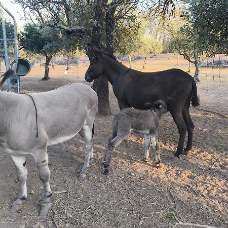 Tapada Carvalhas Lantställe *