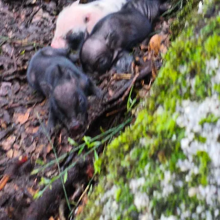 Tapada Carvalhas * Castelo Branco (Centro)