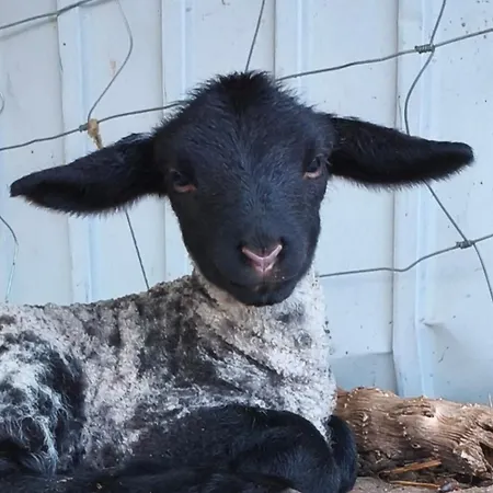 Tapada Carvalhas Castelo Branco (Centro)