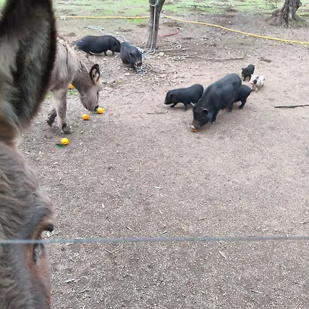 Tapada Carvalhas Lantställe *