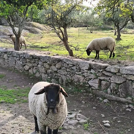 Εξοχικό σπίτι Tapada Carvalhas Καστέλο Μπράνκο