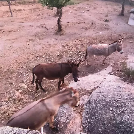 Летний дом Tapada Carvalhas