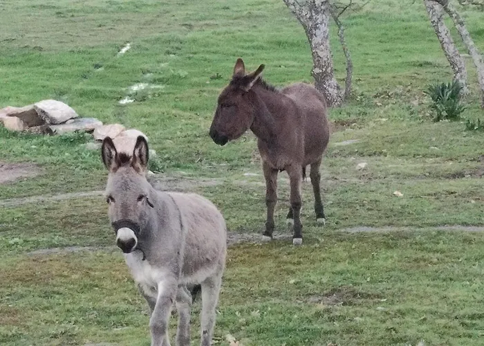 Casa de Campo Tapada Carvalhas