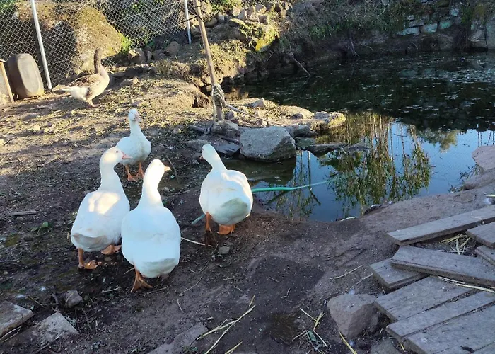 Tapada Carvalhas Gospodarstwo wiejskie *