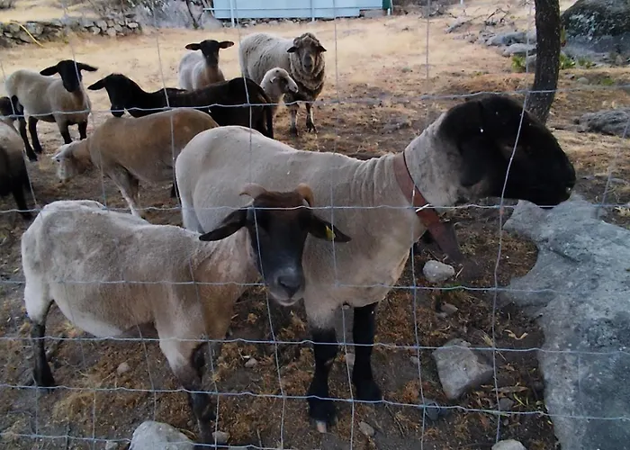 Tapada Carvalhas Gospodarstwo wiejskie Castelo Branco (Centro)