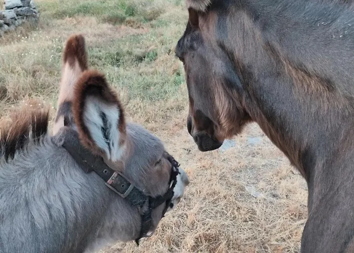 Casa de Campo Tapada Carvalhas *
