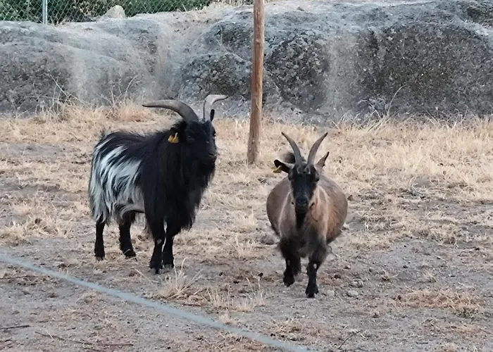 Tapada Carvalhas Casa de Campo Castelo Branco (Centro)