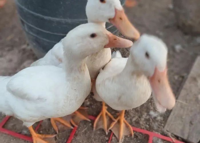 Casa de Campo Tapada Carvalhas Castelo Branco (Centro)