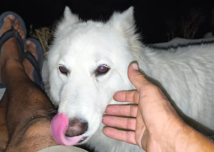 Casa de Campo Tapada Carvalhas