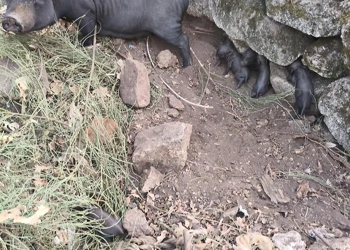 Casa de Campo Tapada Carvalhas Castelo Branco (Centro)