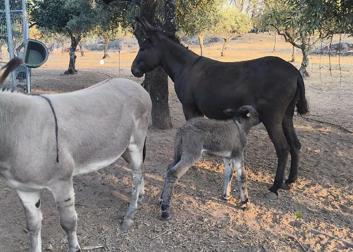 Tapada Carvalhas Casa de Campo *