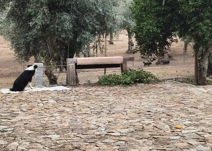 Gospodarstwo wiejskie Tapada Carvalhas *