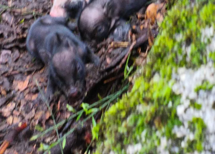 Tapada Carvalhas * 布朗库堡