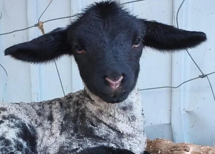 Tapada Carvalhas Castelo Branco (Centro)