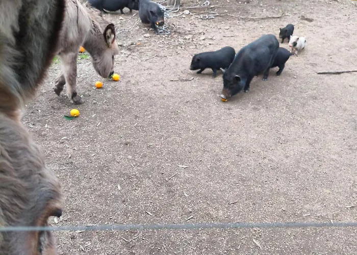 Tapada Carvalhas Gospodarstwo wiejskie *