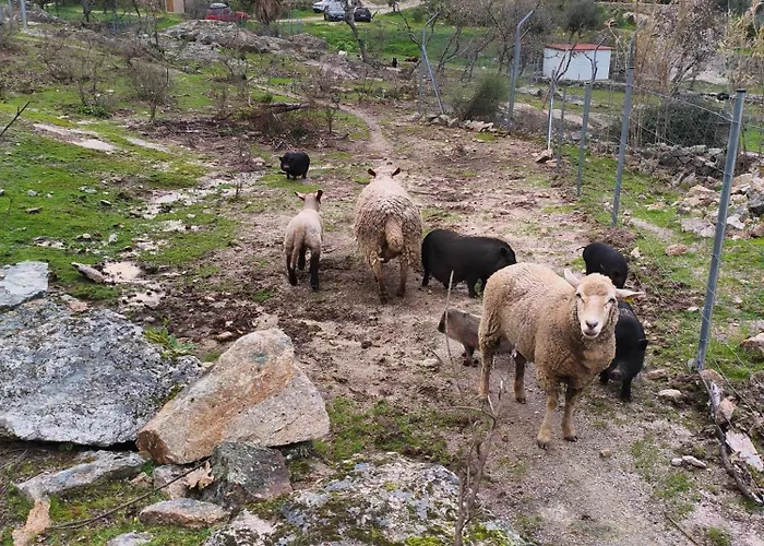 Gospodarstwo wiejskie Tapada Carvalhas *