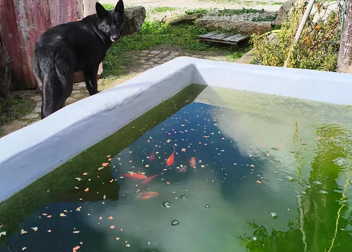 Gospodarstwo wiejskie Tapada Carvalhas Castelo Branco (Centro)